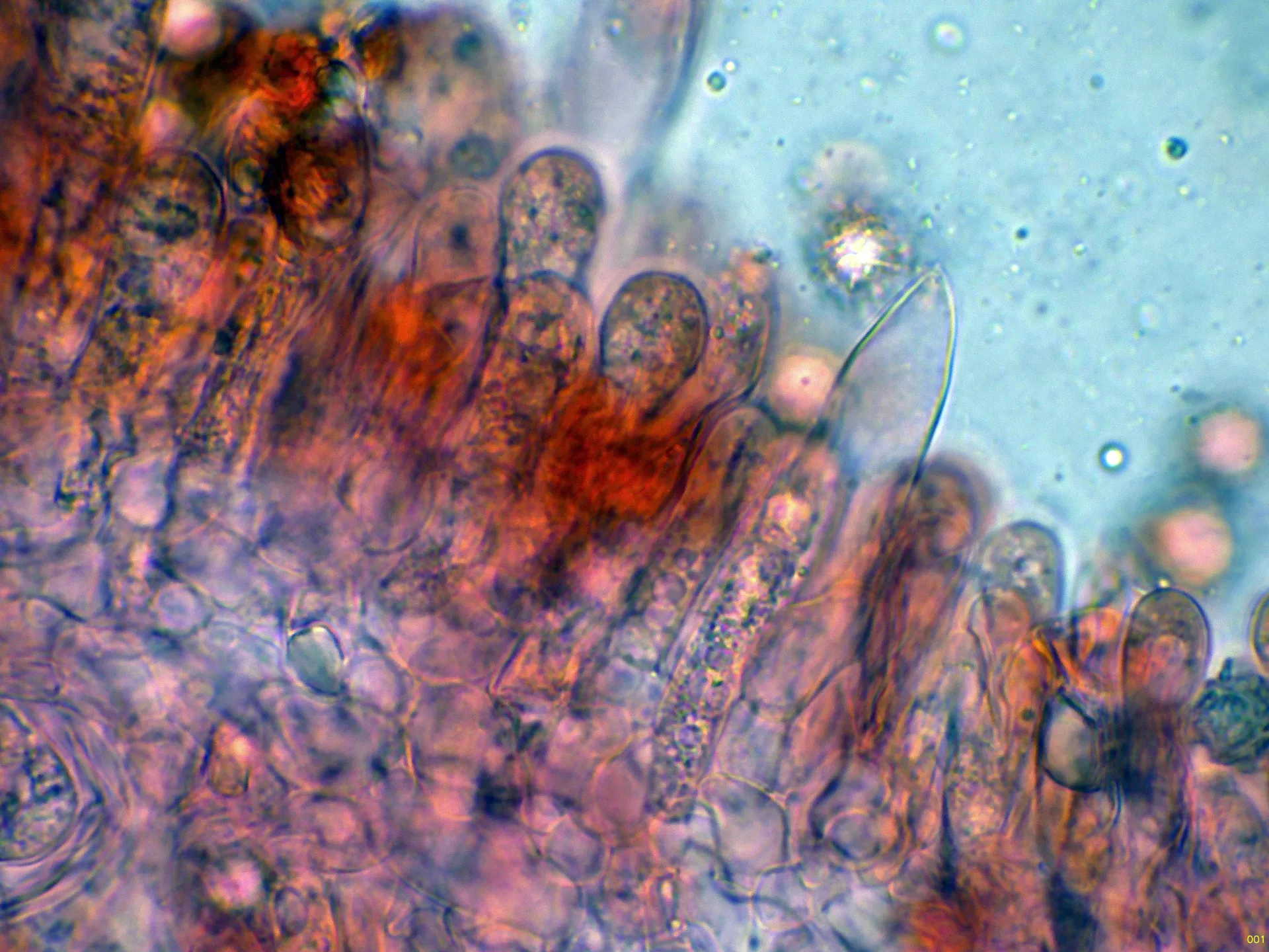 Microscopía de Russula grata - 10 - Cistidio-001
